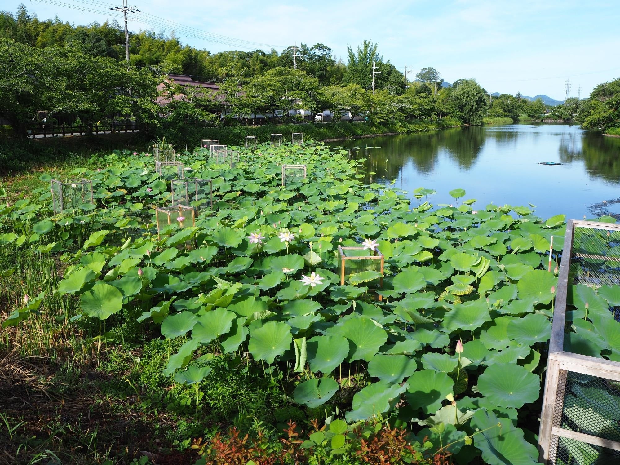 丹波篠山市　夏の風物詩　篠山城跡南堀のハスの開花が始まりました