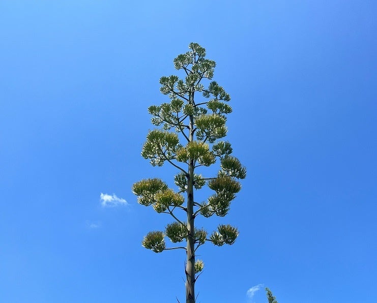 100年に一度だけ咲く青の竜舌蘭　開花！～大阪府立花の文化園～