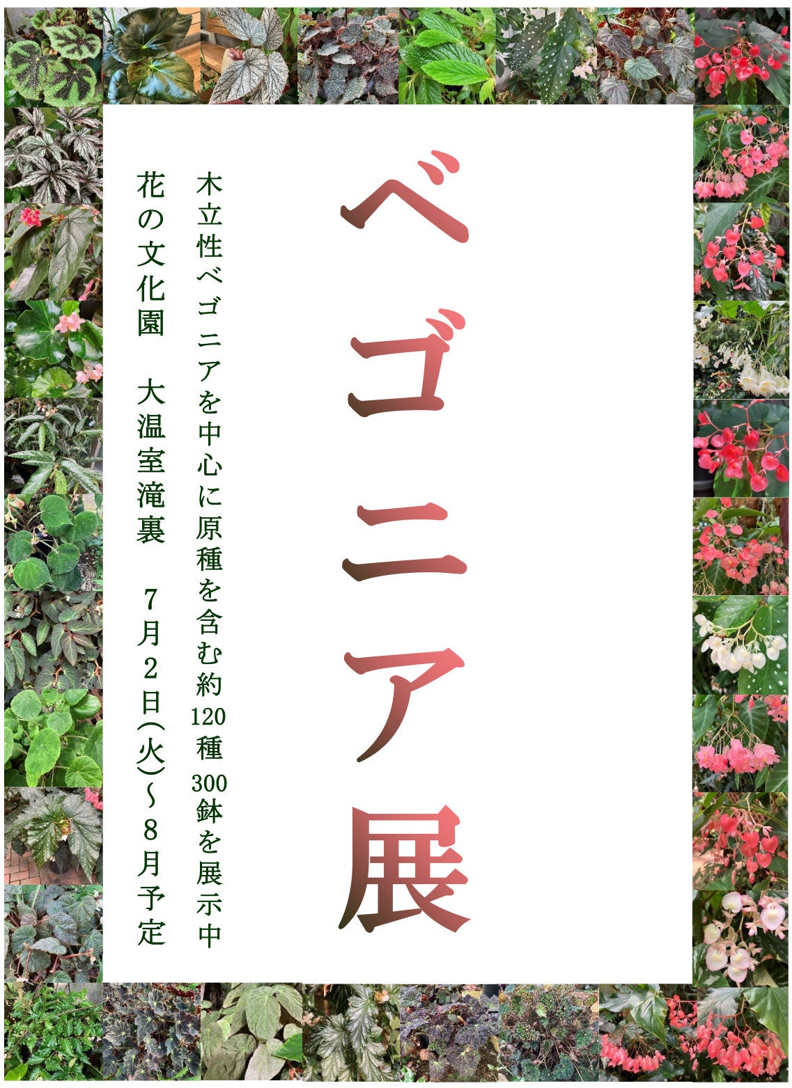 100年に一度だけ咲く青の竜舌蘭　開花！～大阪府立花の文化園～