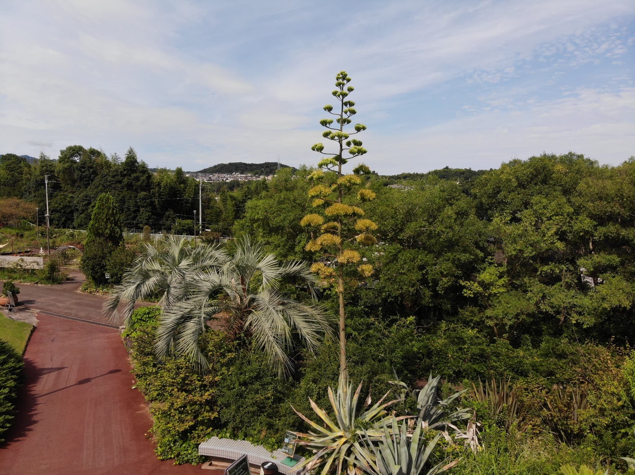 100年に一度だけ咲く青の竜舌蘭　開花！～大阪府立花の文化園～