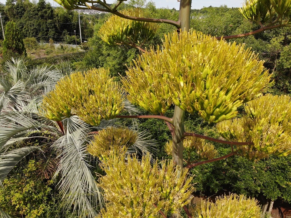 100年に一度だけ咲く青の竜舌蘭　開花！～大阪府立花の文化園～