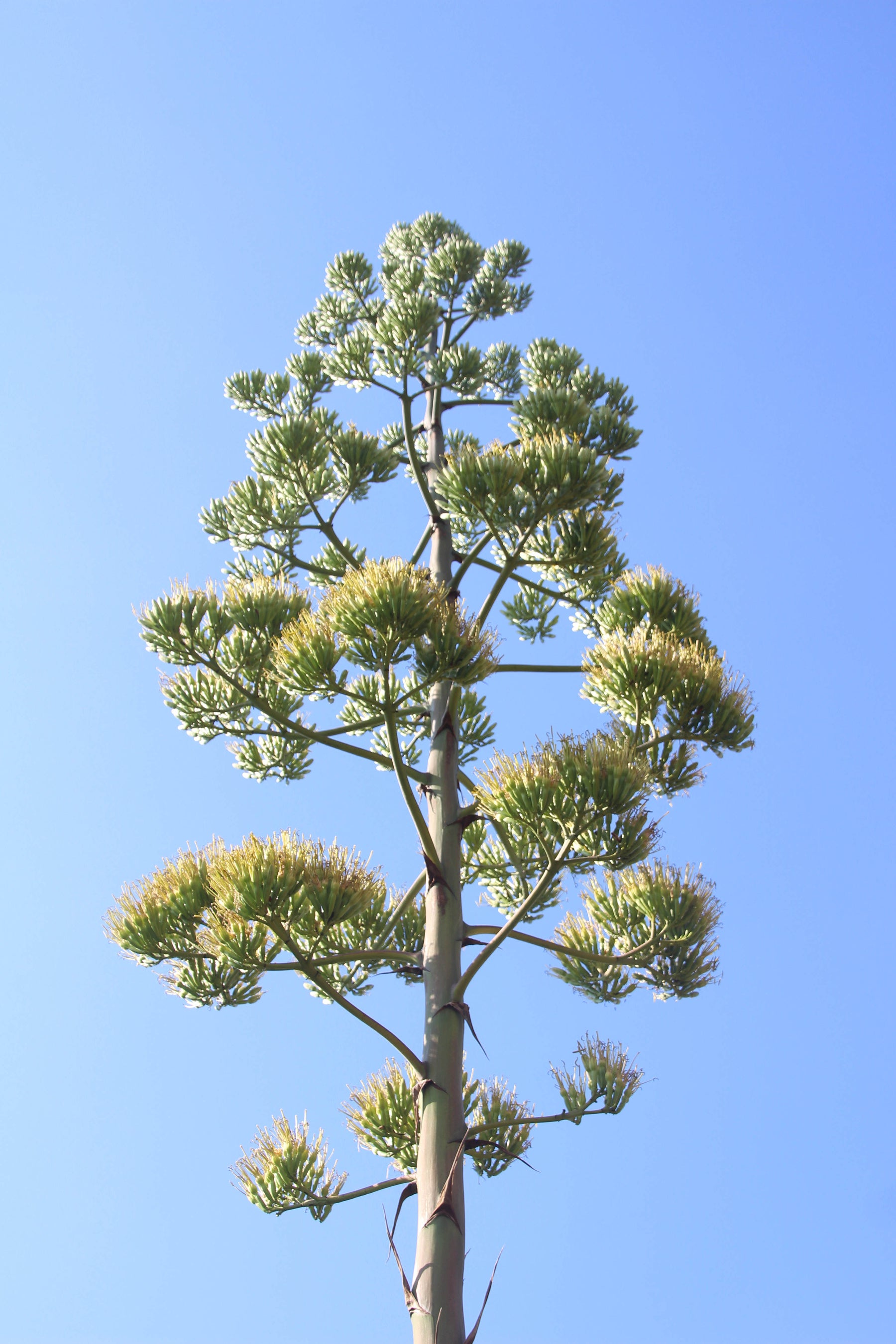 100年に一度だけ咲く青の竜舌蘭　開花！～大阪府立花の文化園～