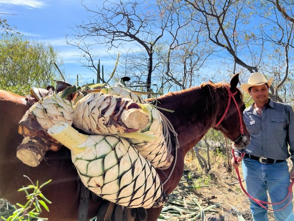 約30年前まで禁止されていた秘密のお酒。メキシコ産バカノラ「SANTO CUVISO(サント・クビソ)」「SANTO PROHIB...