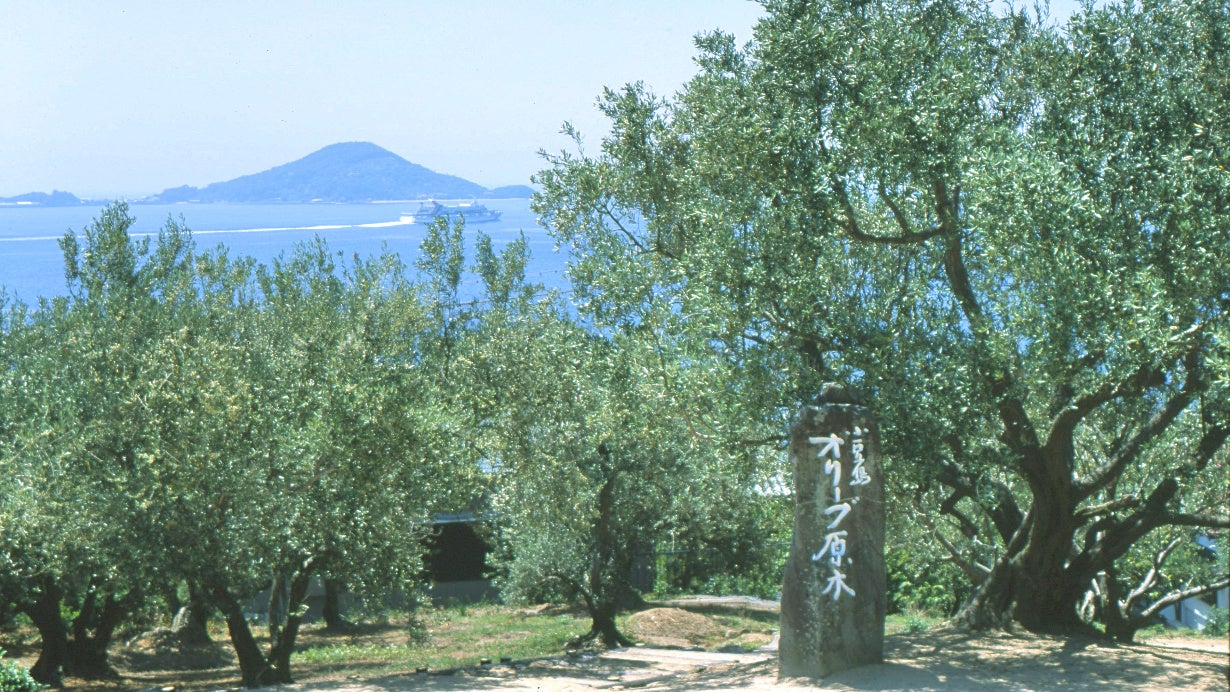 “和食×オリーブ”が大人気。小豆島の高級旅館「真里」が作る、オリジナルの「いりこ酢」とオリーブオイルのセ...