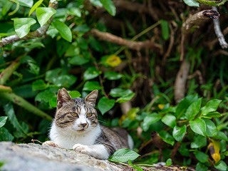 【深島ねこ図鑑＆ねこ図鑑デジタル発売！】島ねこの支援＆深島をもっと！楽しめる書籍とツールの販売がスター...