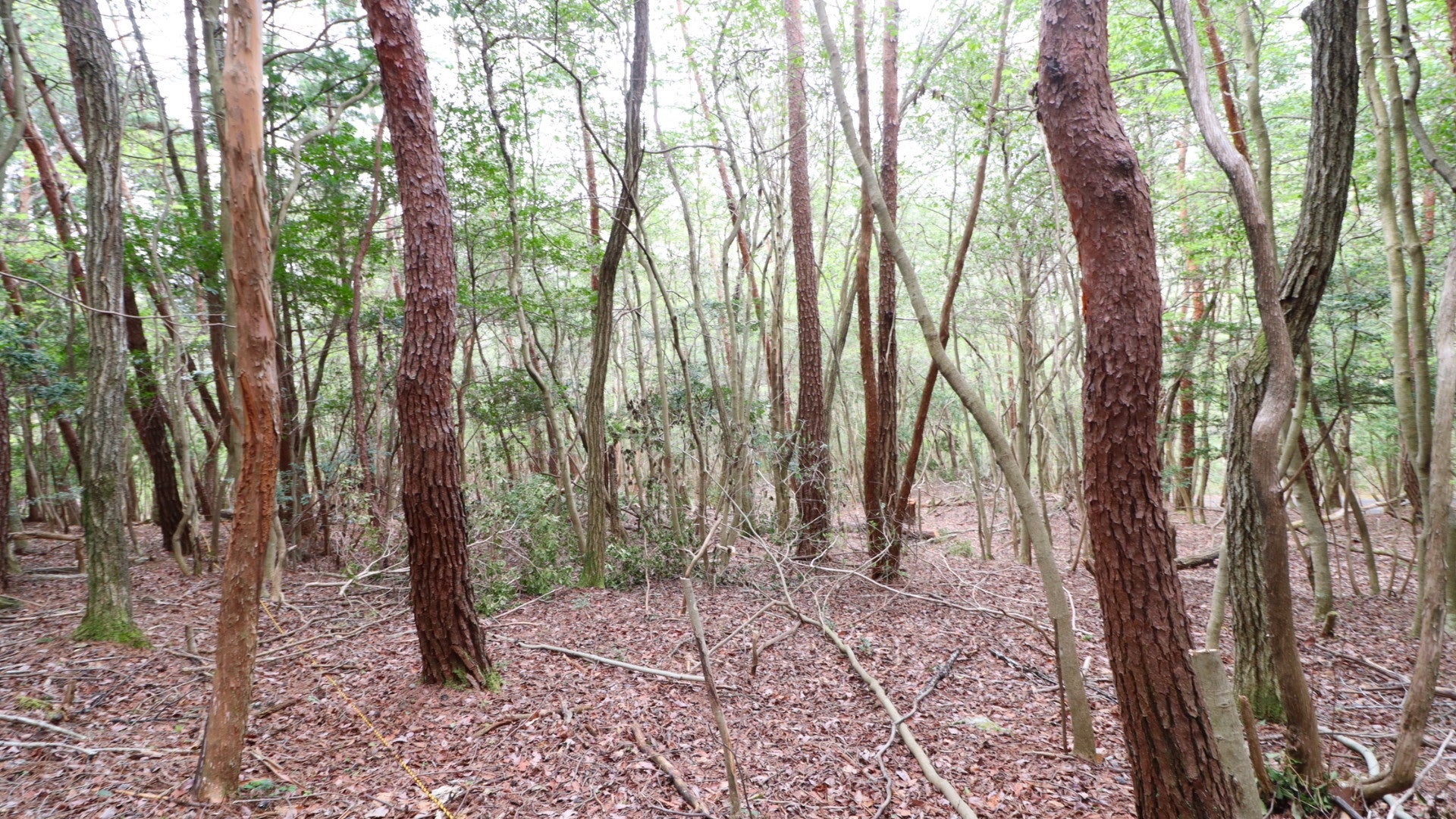 森でストレス解消！自然の中で超アナログな時間を過ごせる森林レンタルエリアが岐阜県恵那市に誕生。