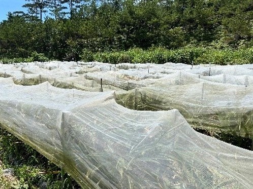 沖縄県今帰仁村のパイナップル畑