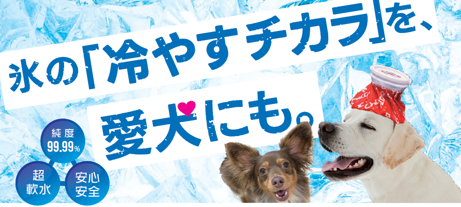 ワンちゃんの暑さ対策！氷の「冷やすチカラ」を、愛犬にも