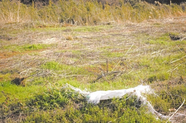 「ソルガム」育成実験：土壌 vs 傾斜地、成長と害虫の影響を比較