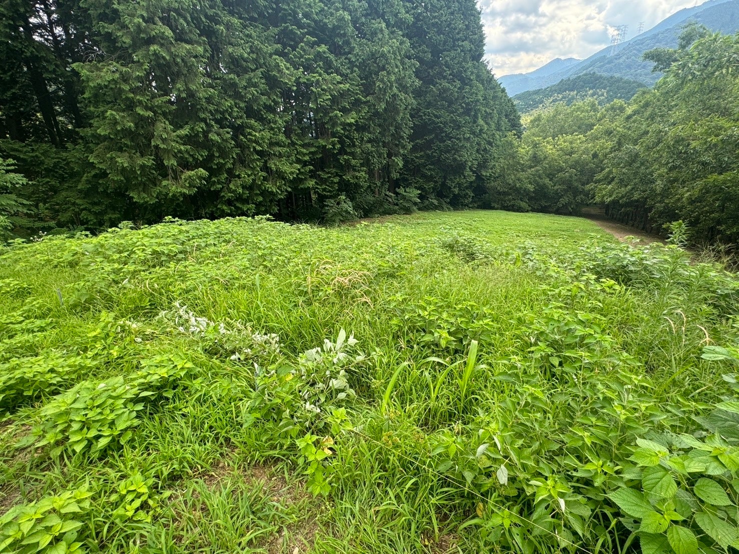 「ソルガム」育成実験：土壌 vs 傾斜地、成長と害虫の影響を比較