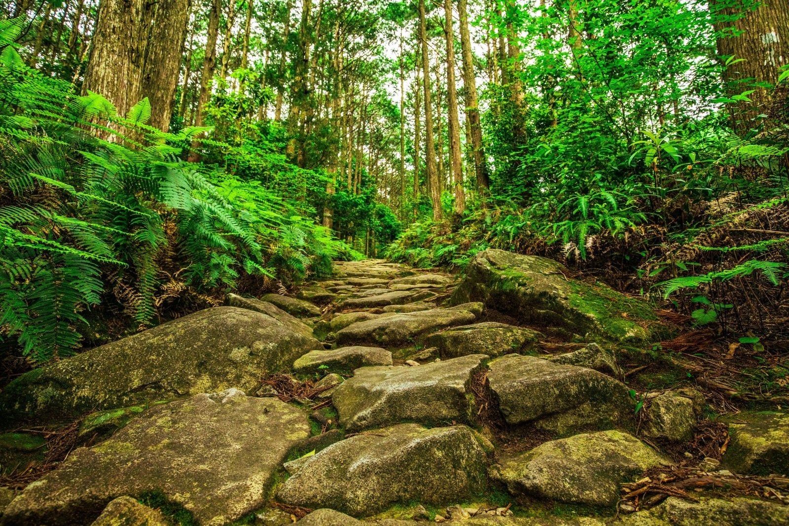 世界でも珍しい道の世界遺産 熊野古道 世界遺産登録20周年この夏に行きたい 二大聖地を結ぶ祈りの道「熊野古...