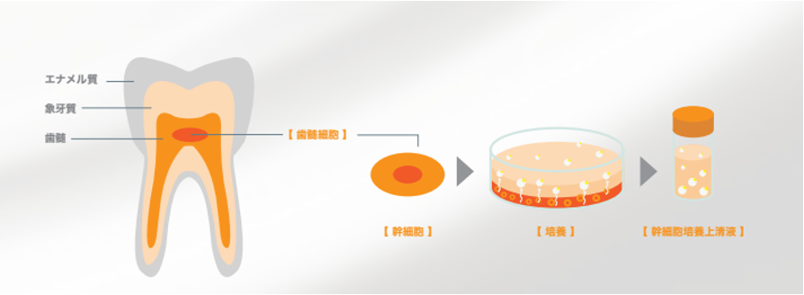 高純度のエクソソームを含有！「Dr.歯髄幹細胞上清液」の提供開始