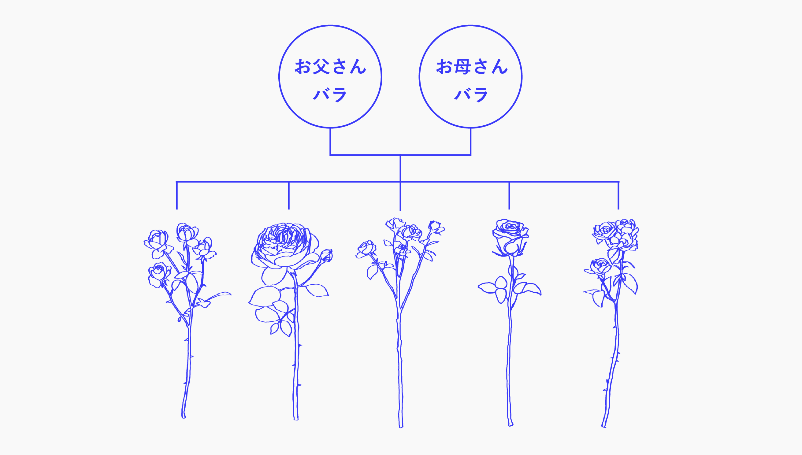 【世界にひとつだけの体験】試験栽培の過程で生まれた希少なバラ「UNIQUE ROSE」会員権の先行販売をクラウド...