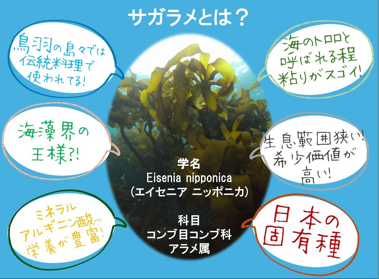 三重県の離島"菅島"の海藻「サガラメ」を使ったフェイスパックを新発売。過疎化が進む離島の地域おこしを目指...