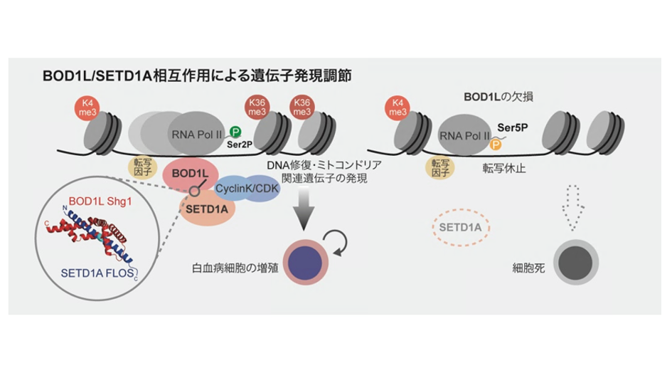 がんを支える遺伝子発現を調節する因子を新たに発見―がんの新規創薬標的部位の同定―