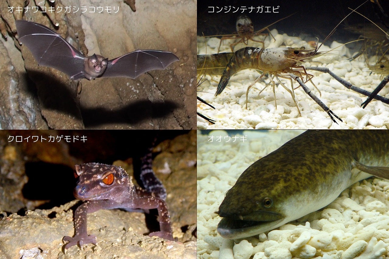 【南の島の洞くつ探検】この夏は冒険だ！沖縄県・本島南部で夏限定のアドベンチャーツアー開催！