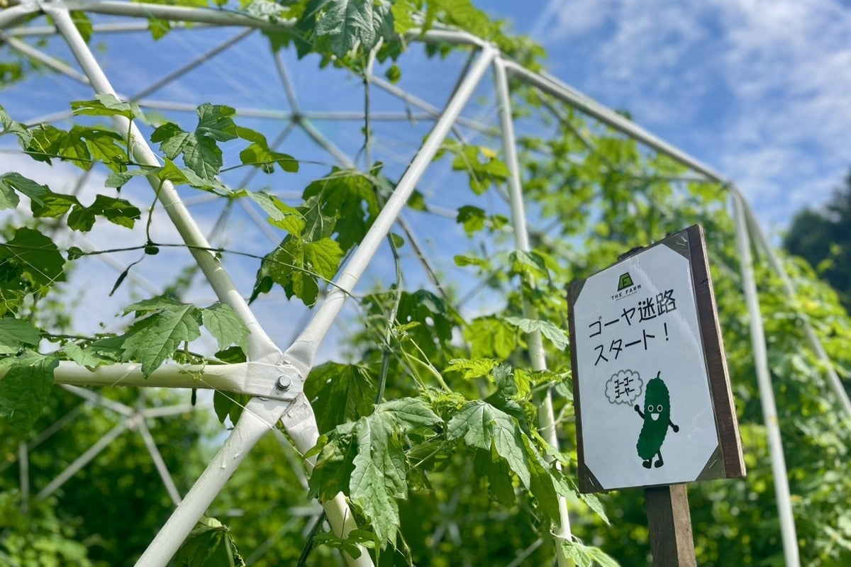 年間約4万人が野菜収穫体験する「農園リゾートTHE FARM」で、3年目の「ゴーヤ迷路」がこの夏さらに進化