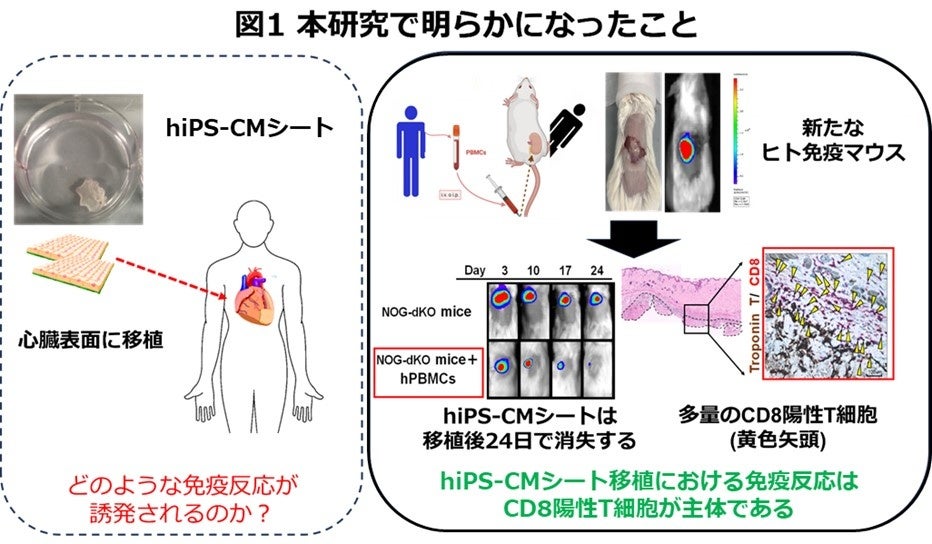 ヒトiPS細胞由来心筋細胞シート移植では、CD8陽性T細胞主体的な免疫拒絶反応が誘導される可能性がある