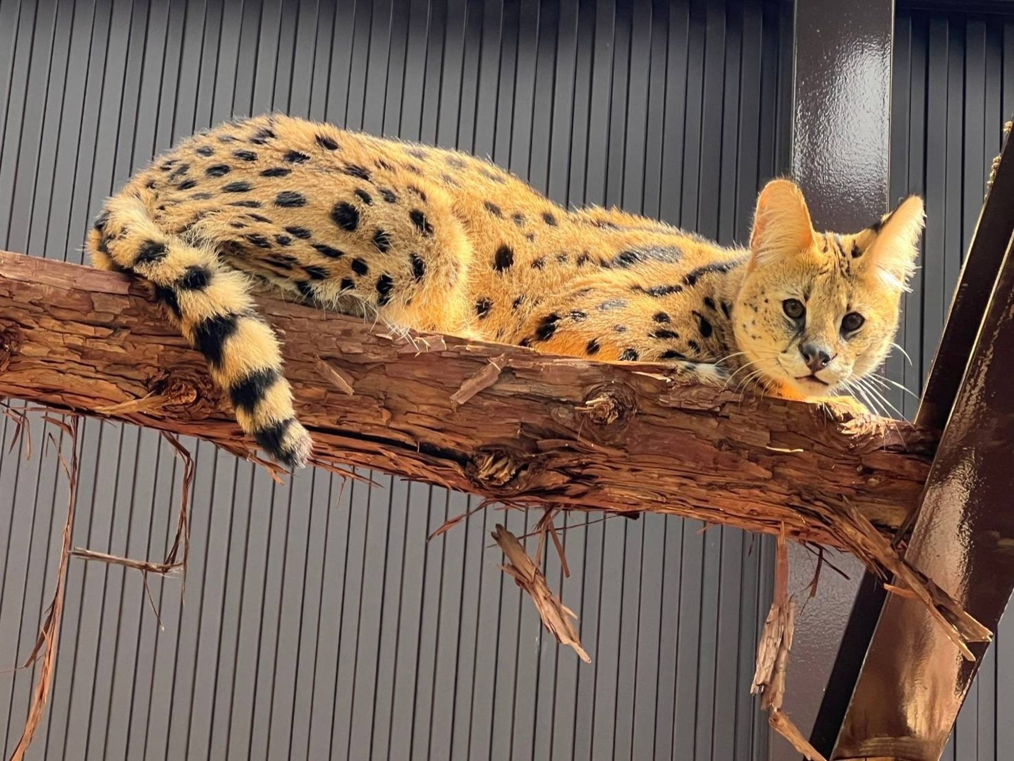 今年は７０周年スペシャル仕様の”ナイトZOO”！夏の夜は豊橋総合動植物公園「のんほいパーク」へGO！7月2０日...