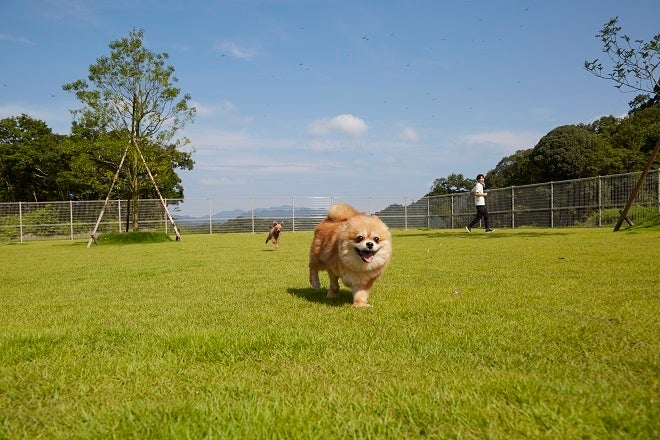 アニコムグループの保護動物シェルター「ani TERRACE」で「老犬ホーム」の運営を開始