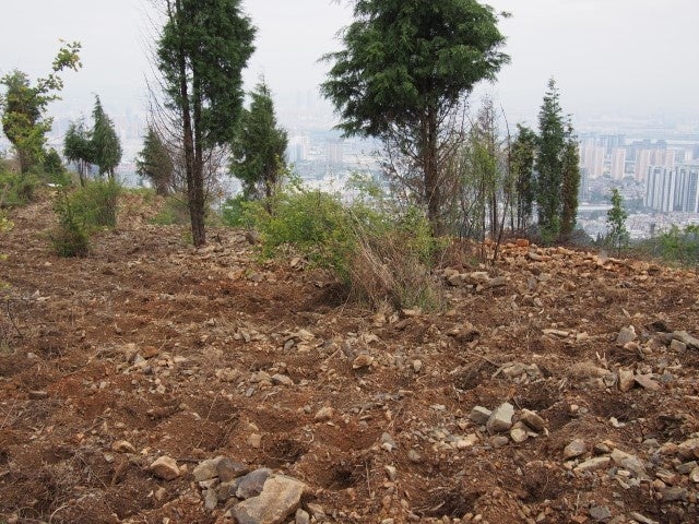 中国雲南省の荒廃地で植生回復プロジェクト　山田養蜂場が4万本の植樹を実施