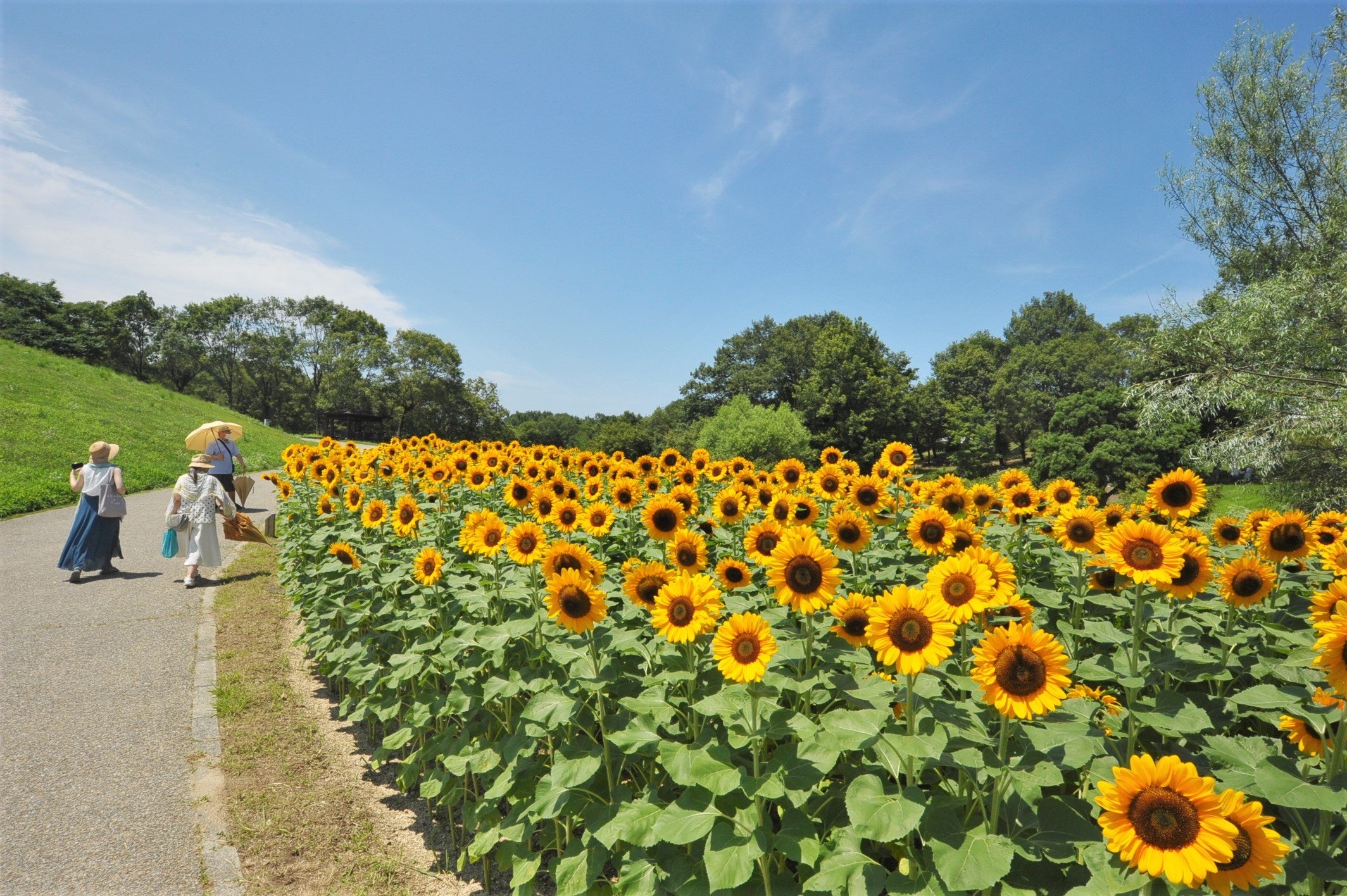 夏のお出かけはまんのう公園で決まり！「サマーフェスタ」を開催します（国営讃岐まんのう公園）