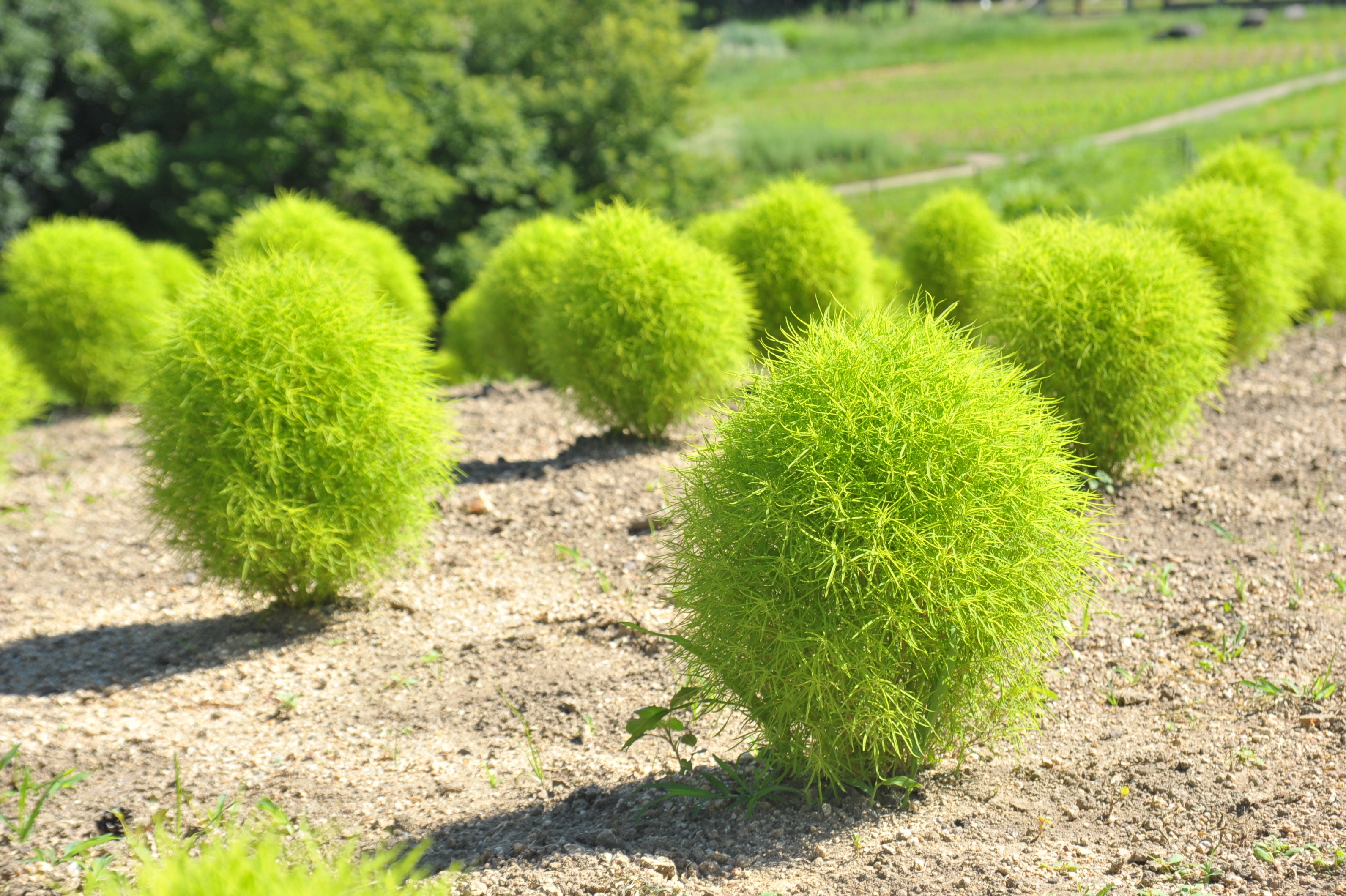 夏のお出かけはまんのう公園で決まり！「サマーフェスタ」を開催します（国営讃岐まんのう公園）