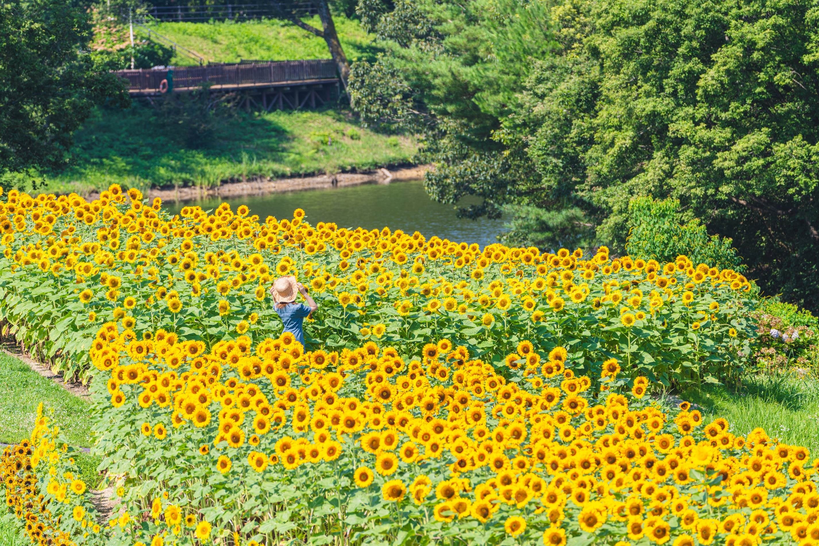 夏のお出かけはまんのう公園で決まり！「サマーフェスタ」を開催します（国営讃岐まんのう公園）