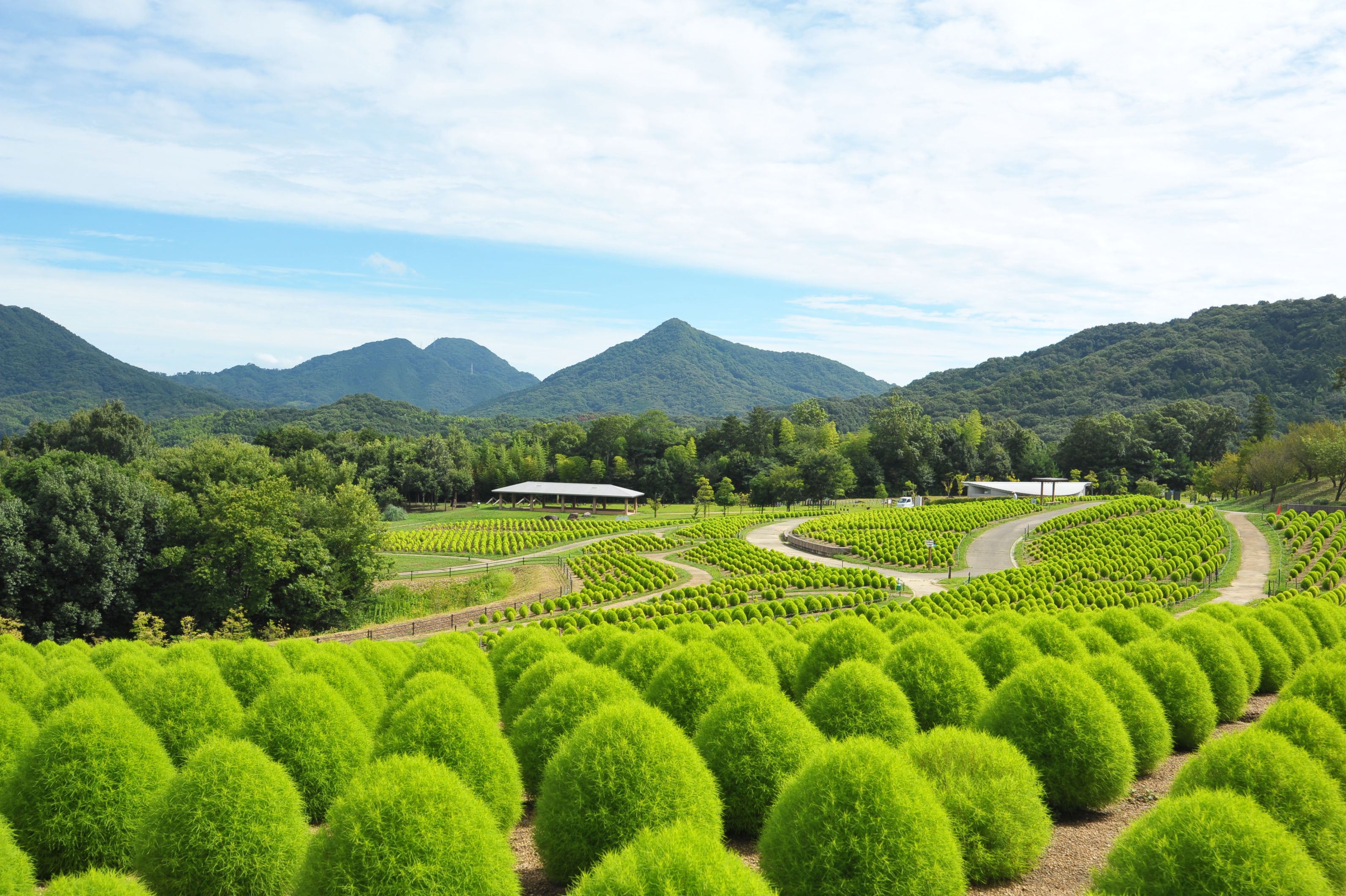 夏のお出かけはまんのう公園で決まり！「サマーフェスタ」を開催します（国営讃岐まんのう公園）