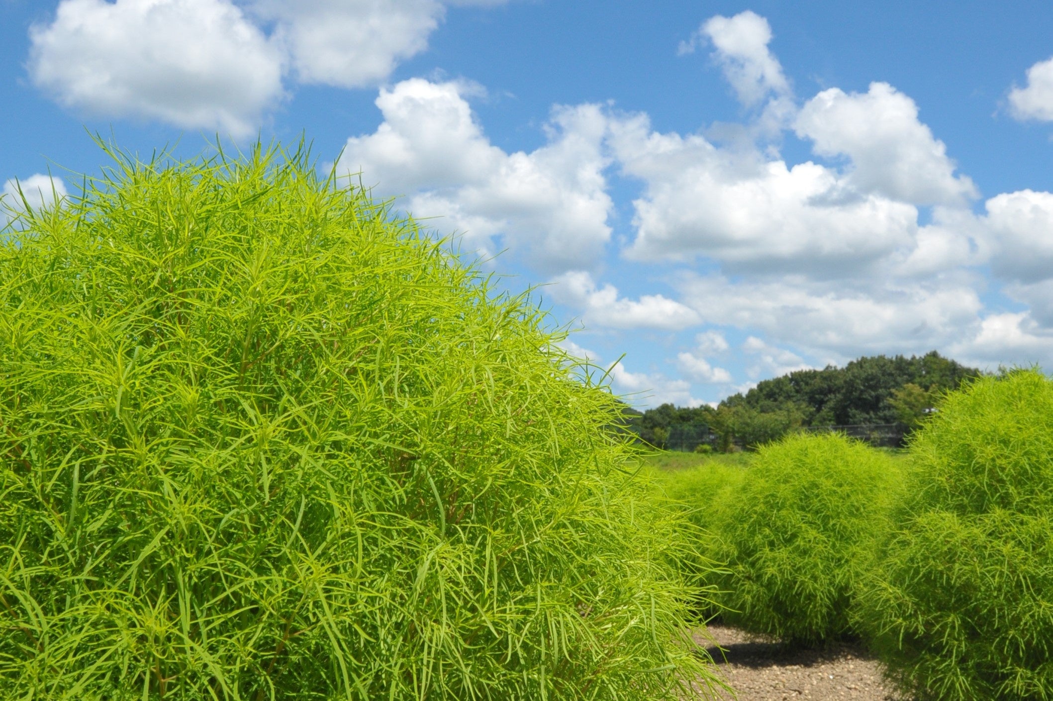 夏のお出かけはまんのう公園で決まり！「サマーフェスタ」を開催します（国営讃岐まんのう公園）