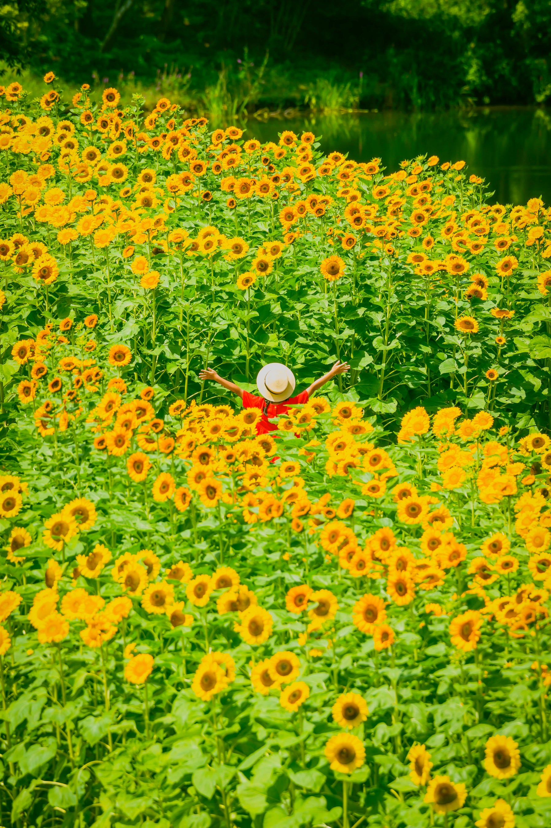 夏のお出かけはまんのう公園で決まり！「サマーフェスタ」を開催します（国営讃岐まんのう公園）