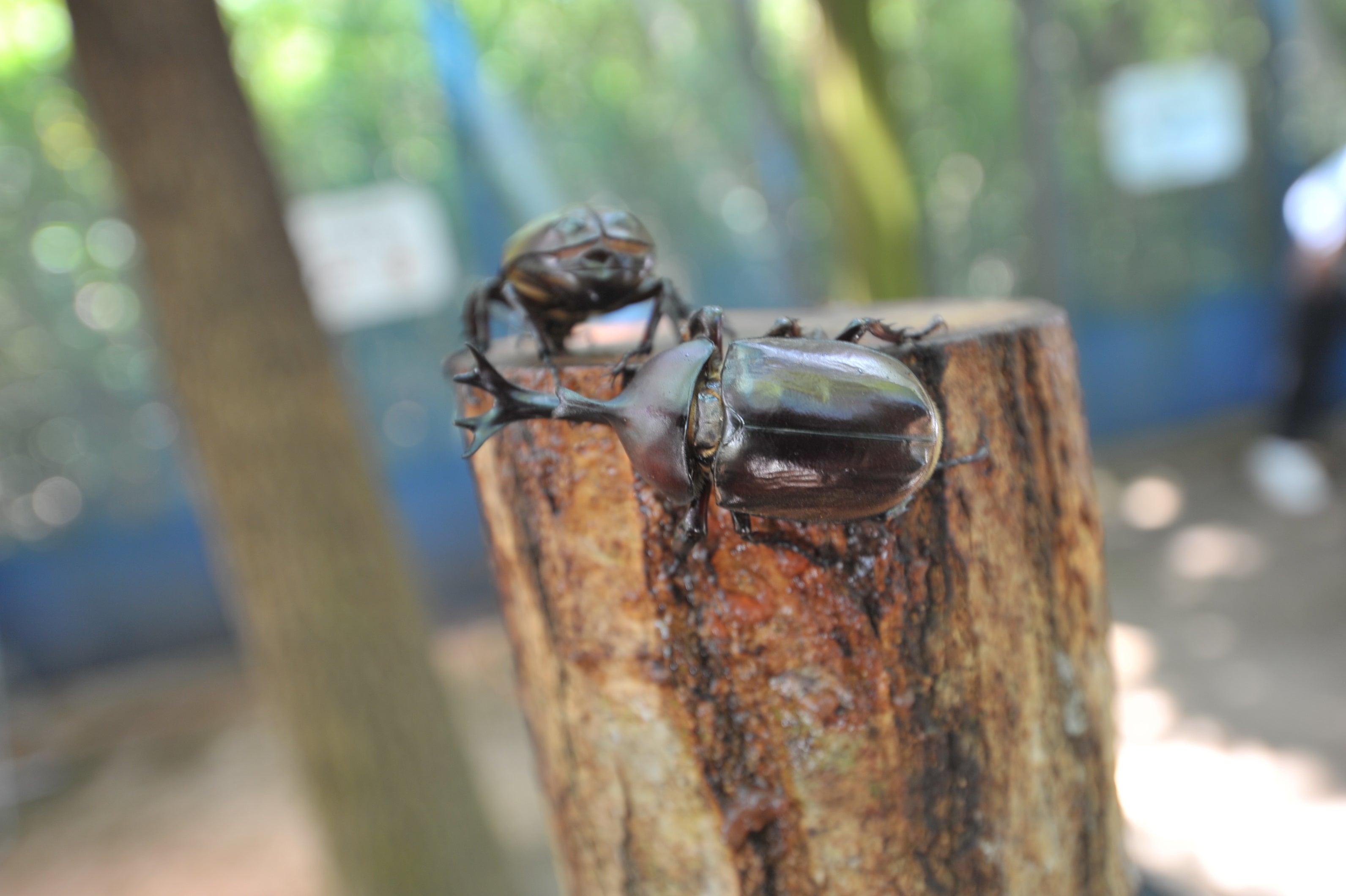 夏のお出かけはまんのう公園で決まり！「サマーフェスタ」を開催します（国営讃岐まんのう公園）