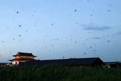 【日本最大級】平城宮跡の夏の風物詩『ツバメのねぐら入り』が見ごろを迎えます（平城宮跡歴史公園）