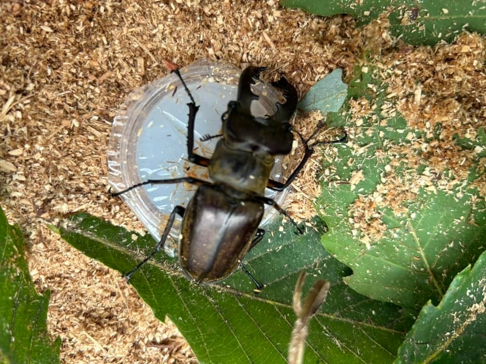 カブトムシハウスオープン【国営越後丘陵公園】