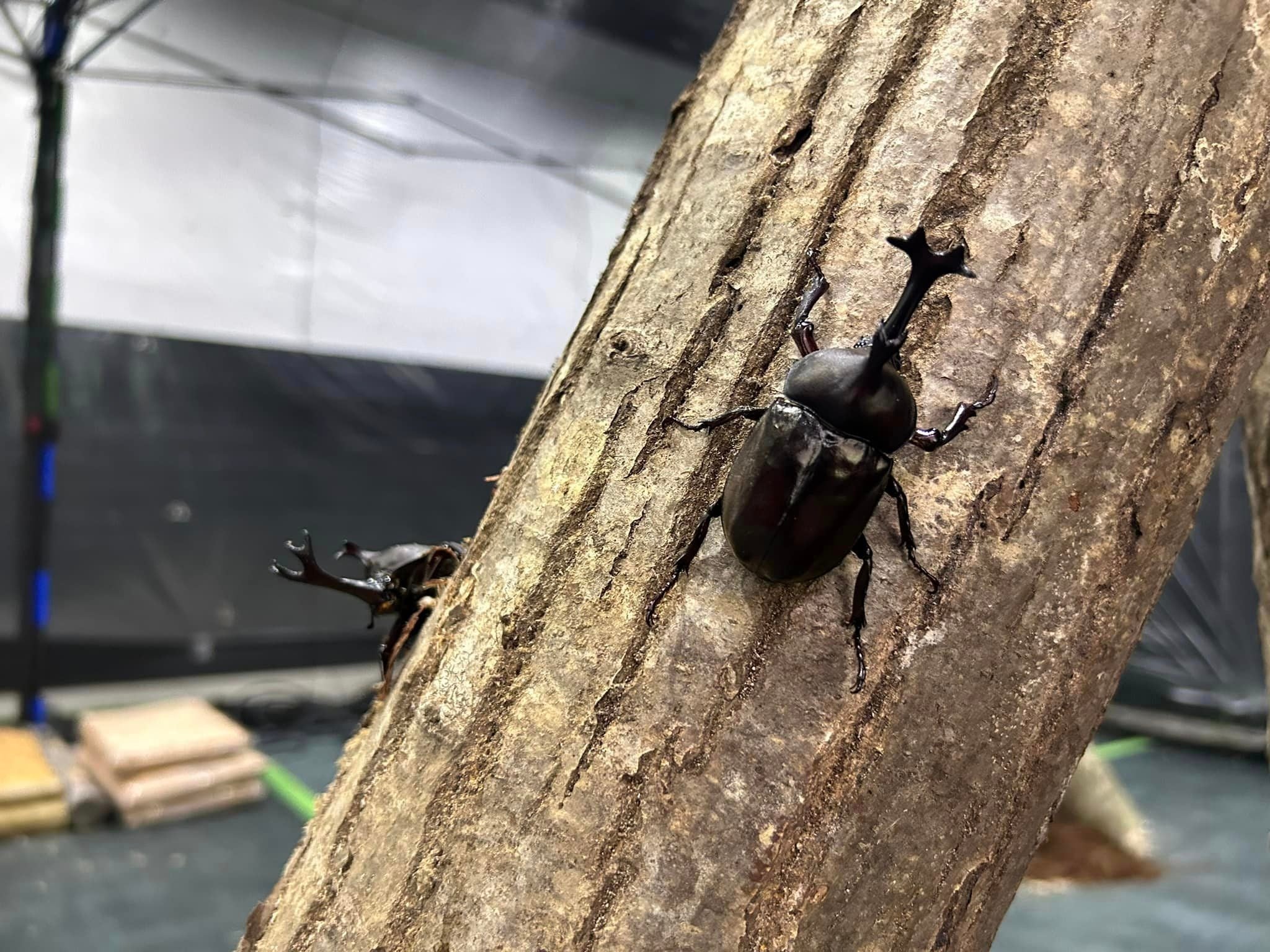 カブトムシハウスオープン【国営越後丘陵公園】