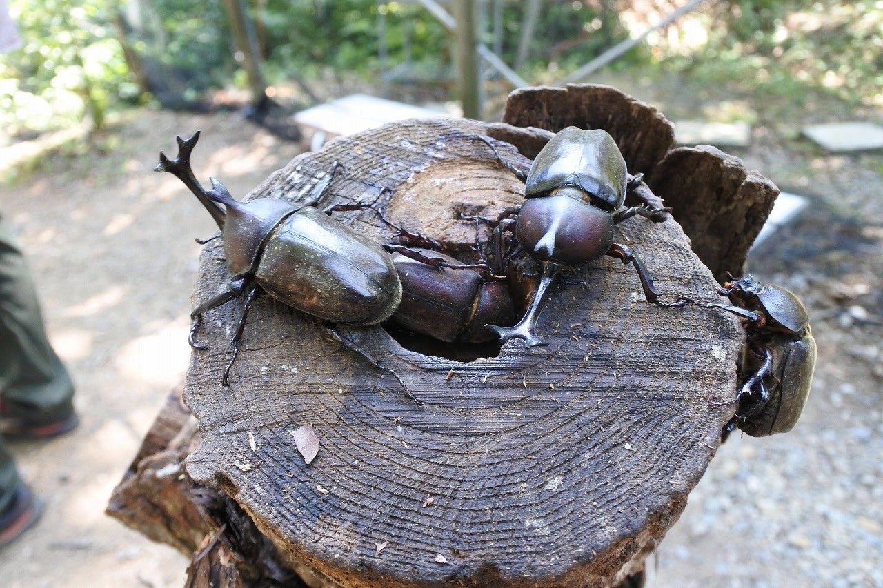 カブトムシハウスオープン【国営越後丘陵公園】