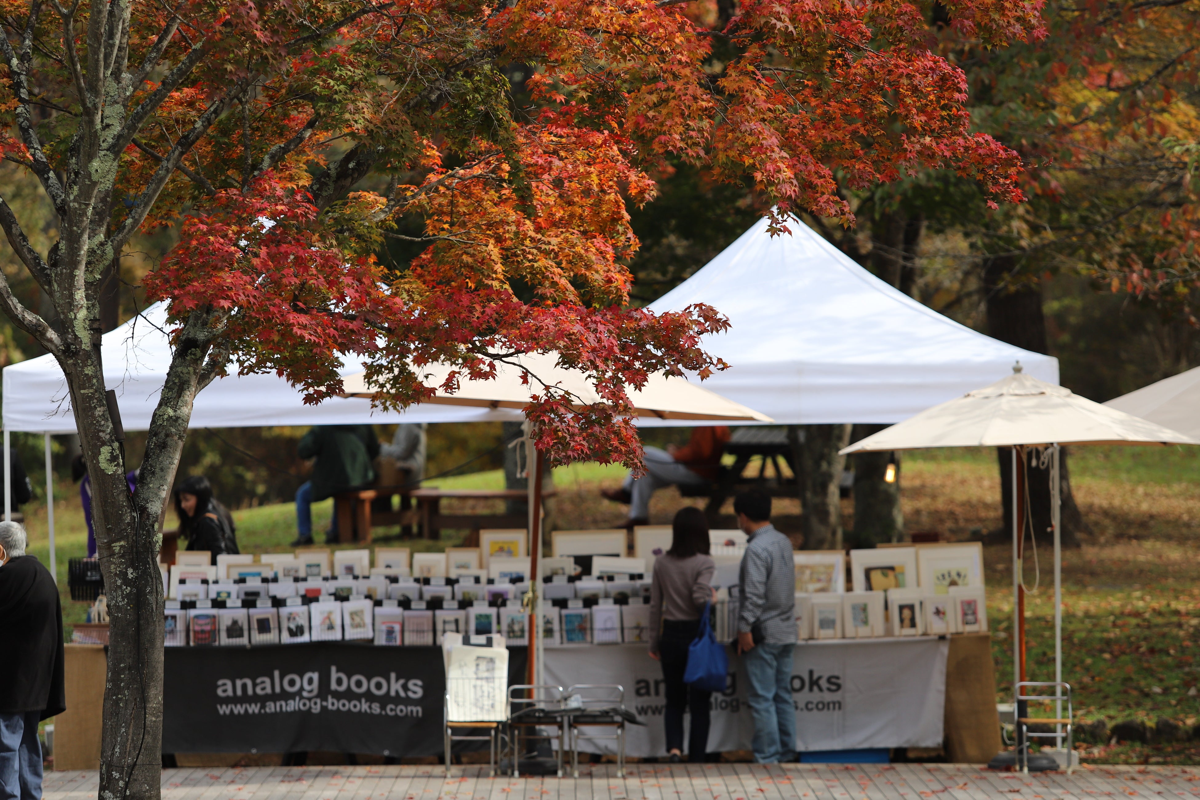 【軽井沢星野エリア】紅葉と読書の秋を満喫するイベント「紅葉図書館」を開催｜期間：2024年10月5日～11月3日