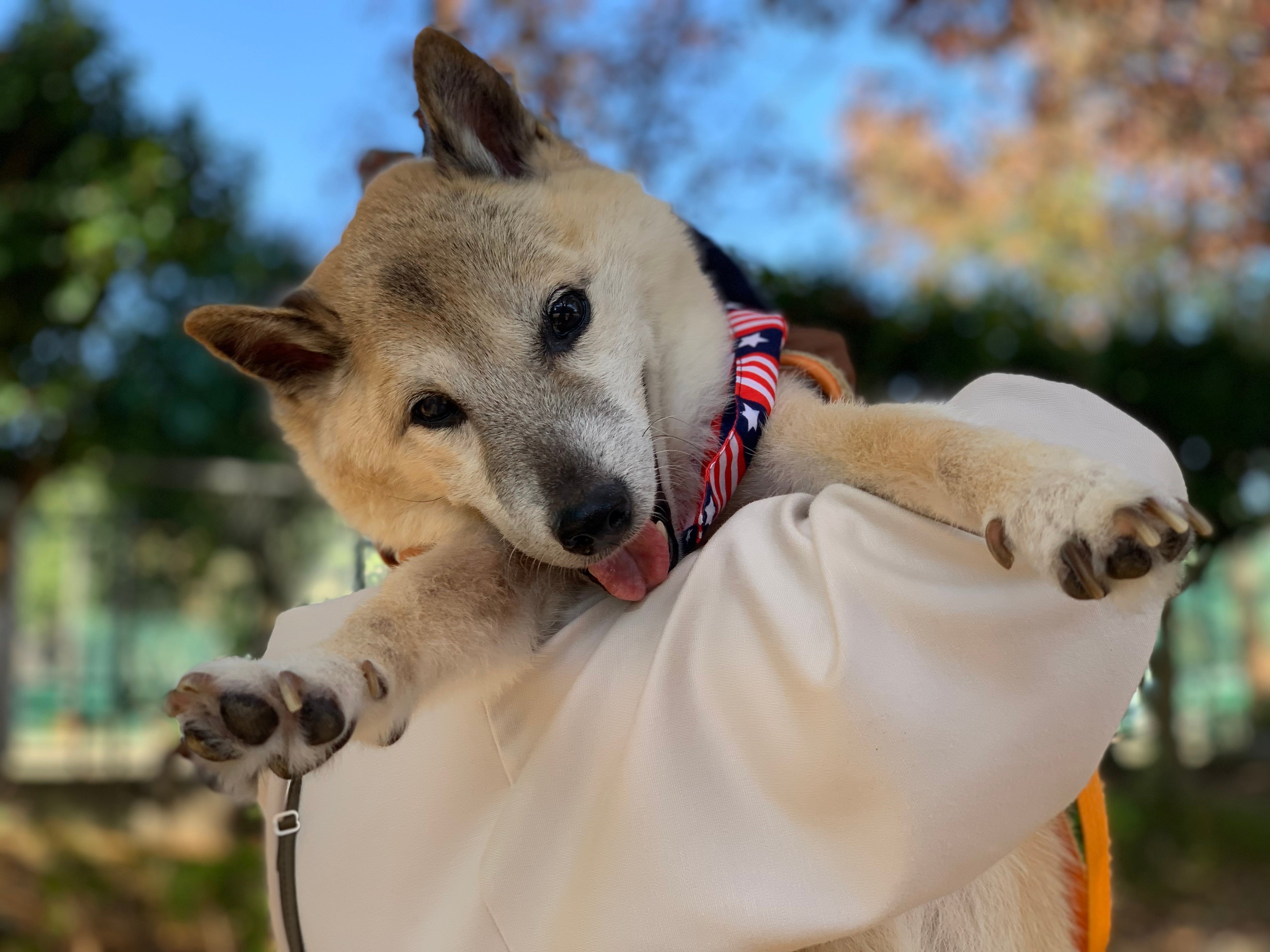 締切り迫る！「命を救われたワンニャンだけの写真動画コンテスト」