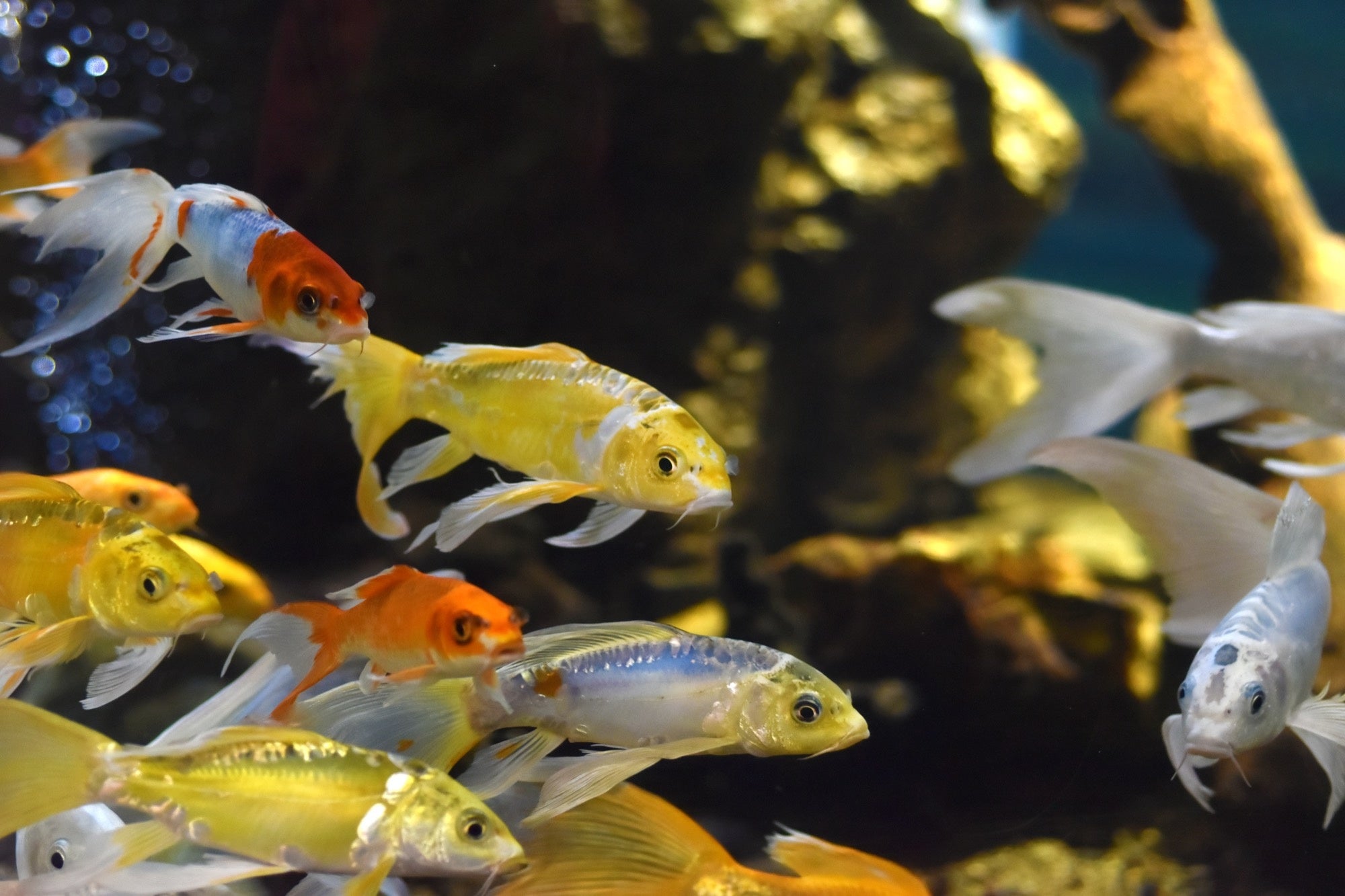 さいたま水族館と温泉道場がコラボ！　玉川温泉の源泉を使用した「フィッシュセラピー足湯」とおふろcafe 系...