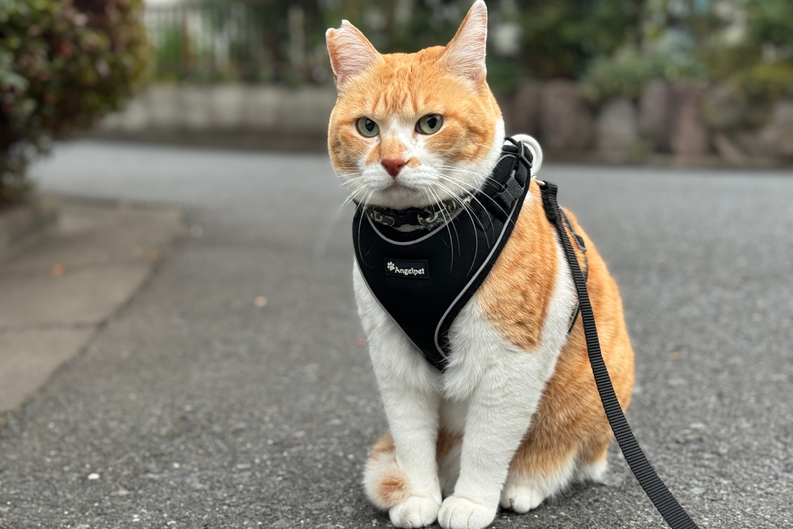 総フォロワー数１００万人以上！人気猫ちゃんとのコラボイベント「まるいねこフェス」を「世界猫の日」にあわ...