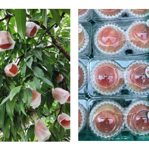 これから旬を迎える桃の価格は上昇傾向が明らかに