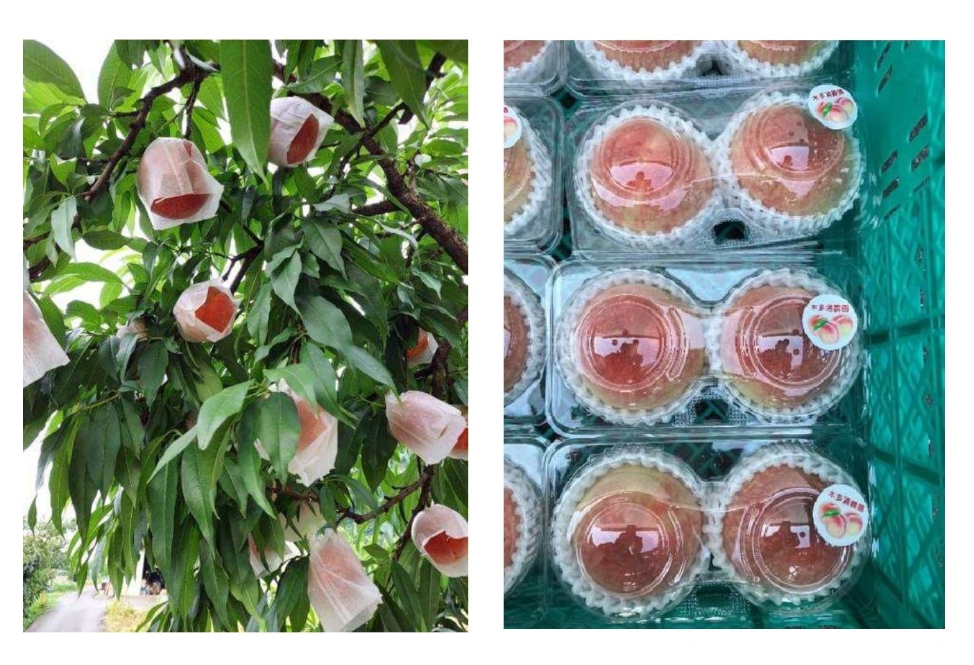これから旬を迎える桃の価格は上昇傾向が明らかに
