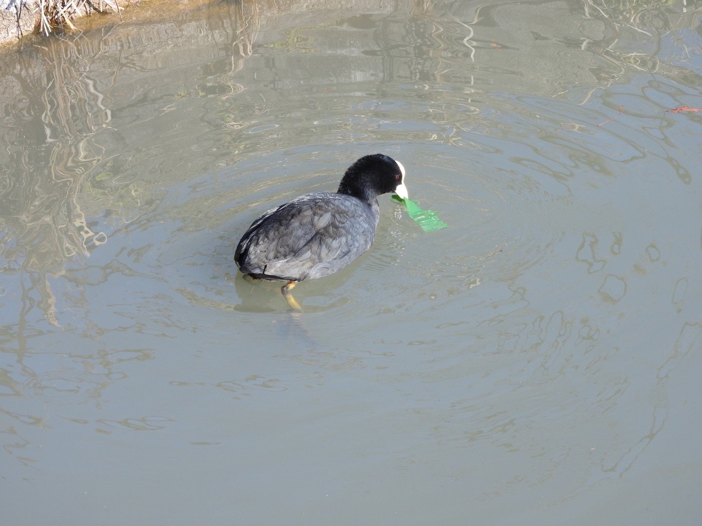 プラスチックによる野鳥の被害状況調査実施と特設ページ開設のお知らせ