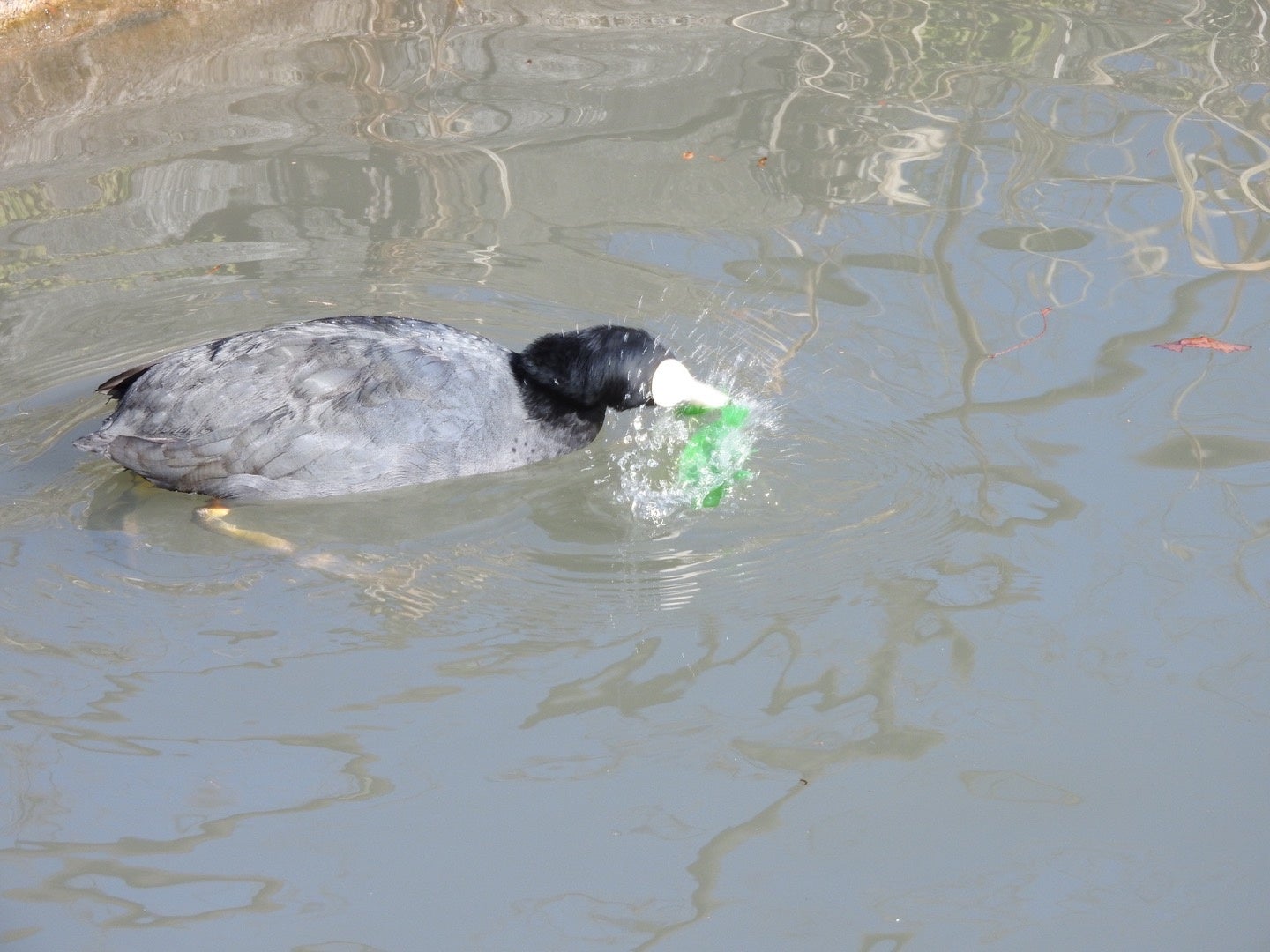 プラスチックによる野鳥の被害状況調査実施と特設ページ開設のお知らせ