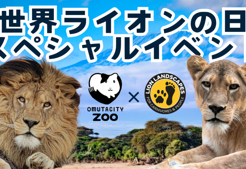 【福岡県大牟田市】大牟田市動物園　　　　　　　　　　　　　　　～世界ライオンの日スペシャルイベント開催～