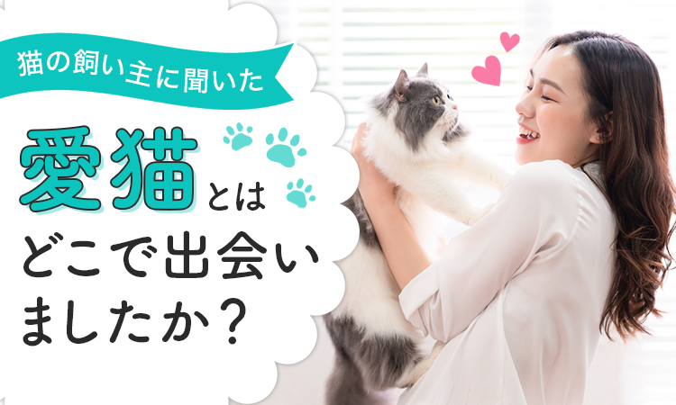 【猫の飼い主に聞いた！】愛猫との出会いは？