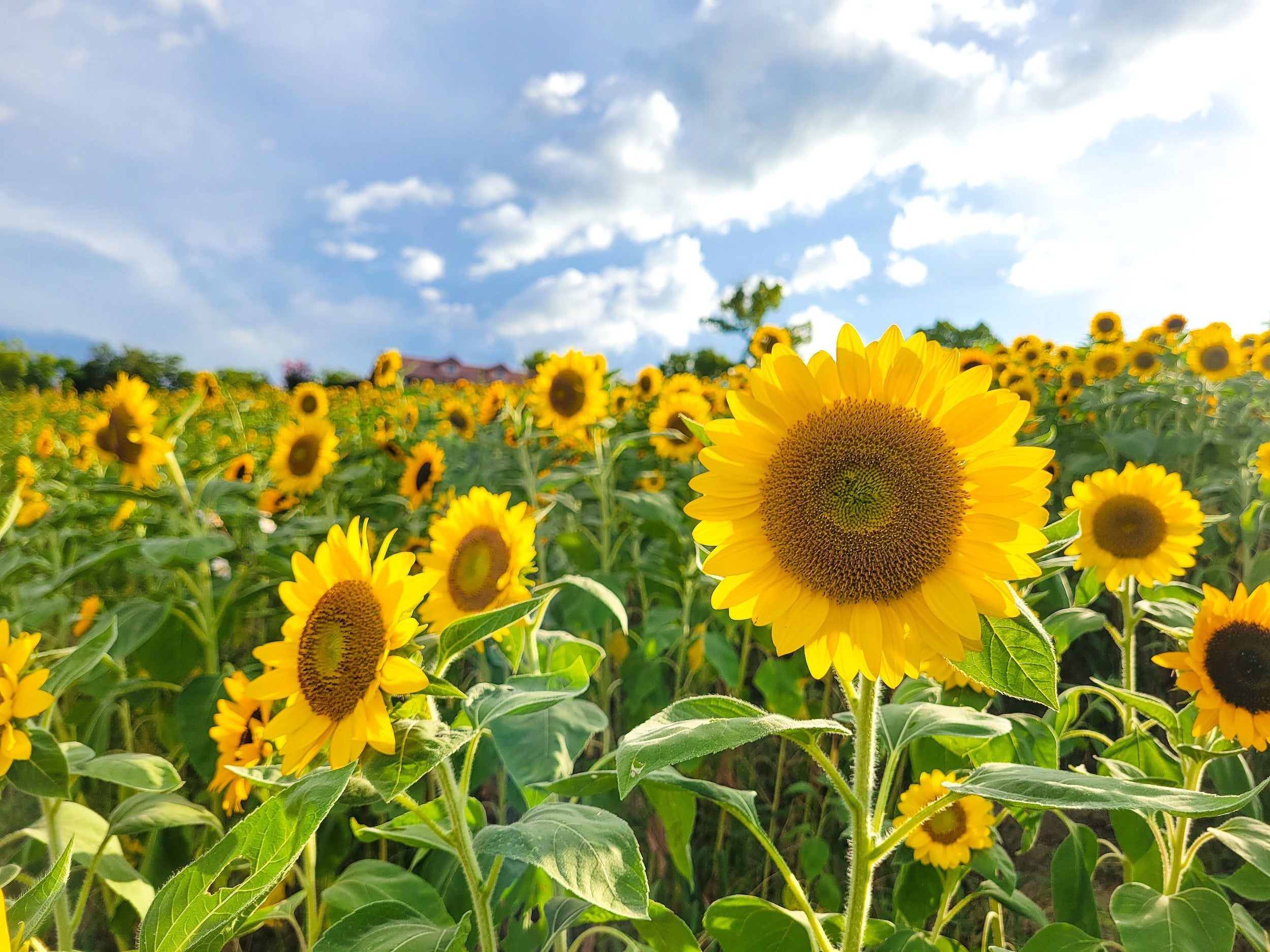 元気がもらえる小さな太陽「7万本のひまわり」開花　【ハーベストの丘】