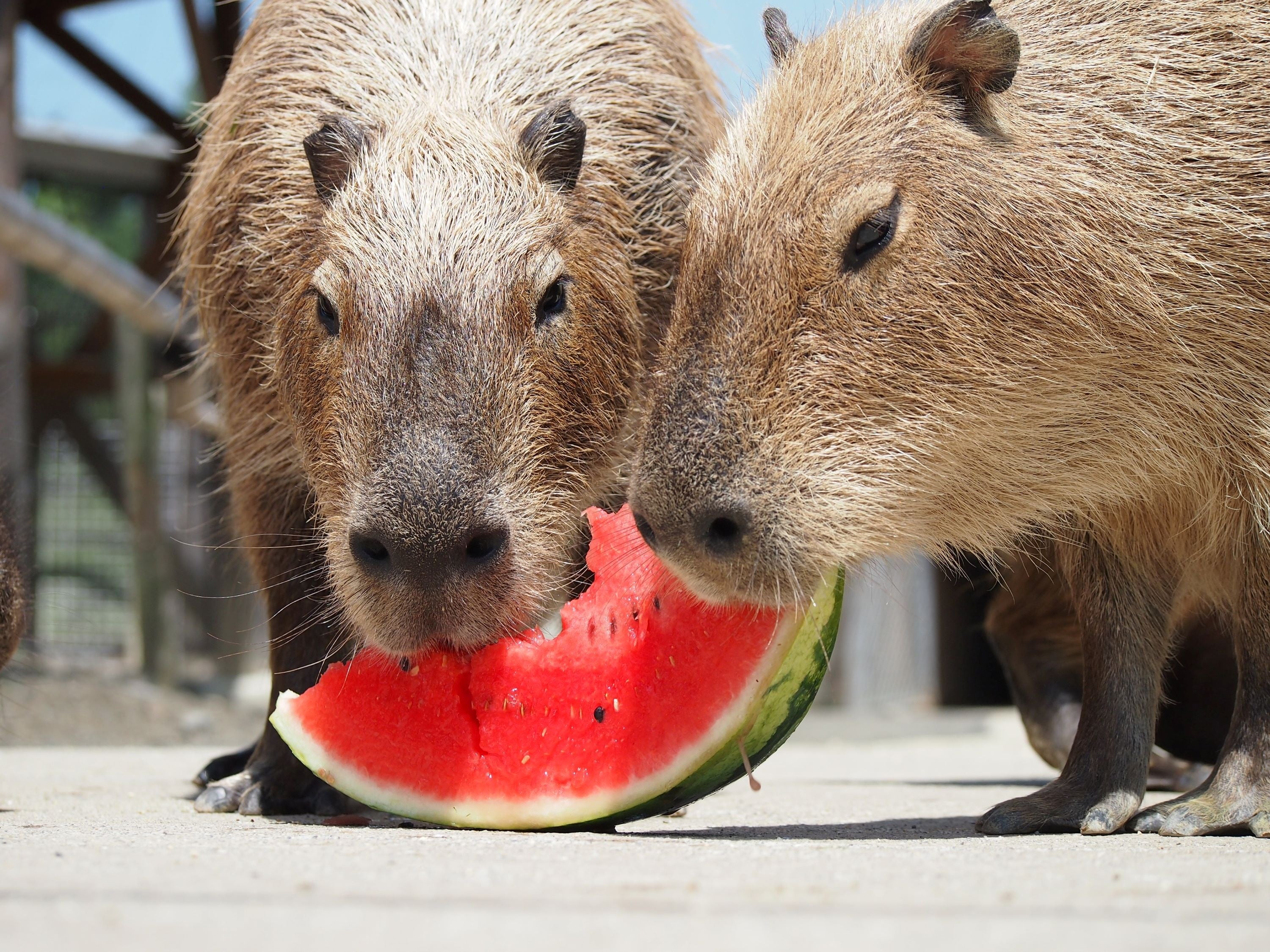 夏バテ防止。熱中症対策！「カピバラスイカパーティー」開催　【ハーベストの丘】