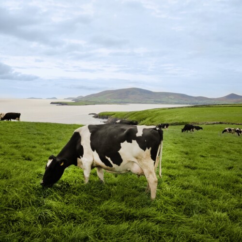 アイルランド政府食糧庁Bord Bia（ボード・ビア）　2023年度　対日乳製品輸出量12%増(*)　サステナブルで高品...