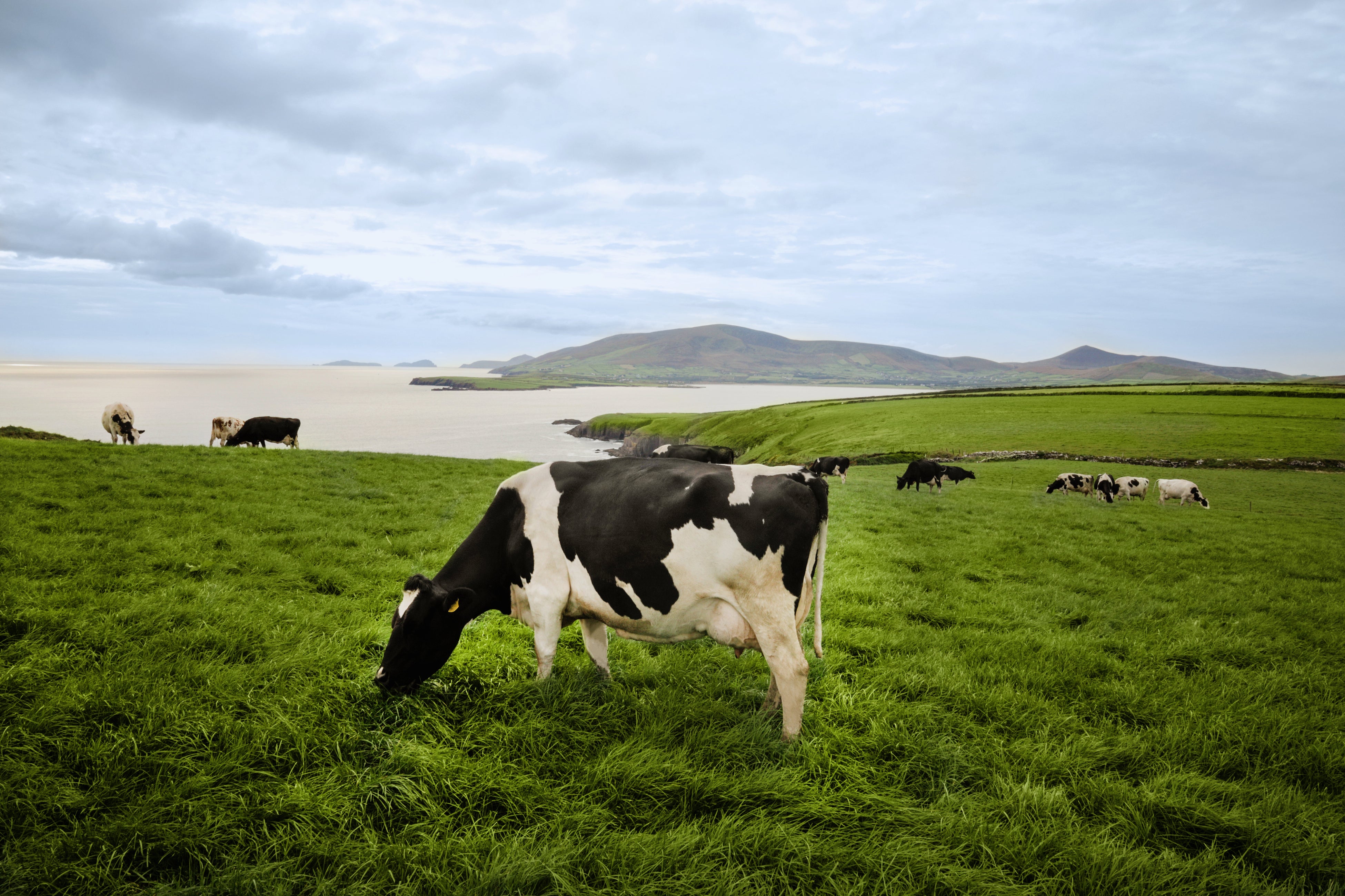 アイルランド政府食糧庁Bord Bia（ボード・ビア）　2023年度　対日乳製品輸出量12%増(*)　サステナブルで高品...